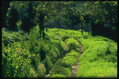 Дорога среди зелени трав