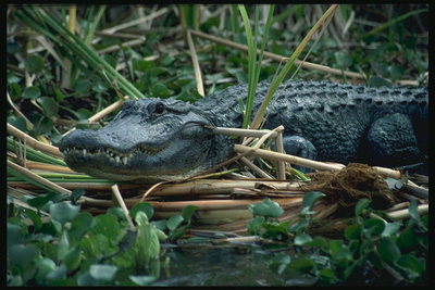 Крокодил в траве