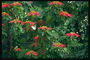 Цветущее дерево. Красные цветы с длинными лепестками