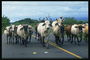 Коровы на шоссе