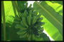 Грозди зеленых бананов