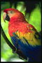 Попугай красно-голубого оперения на ветке