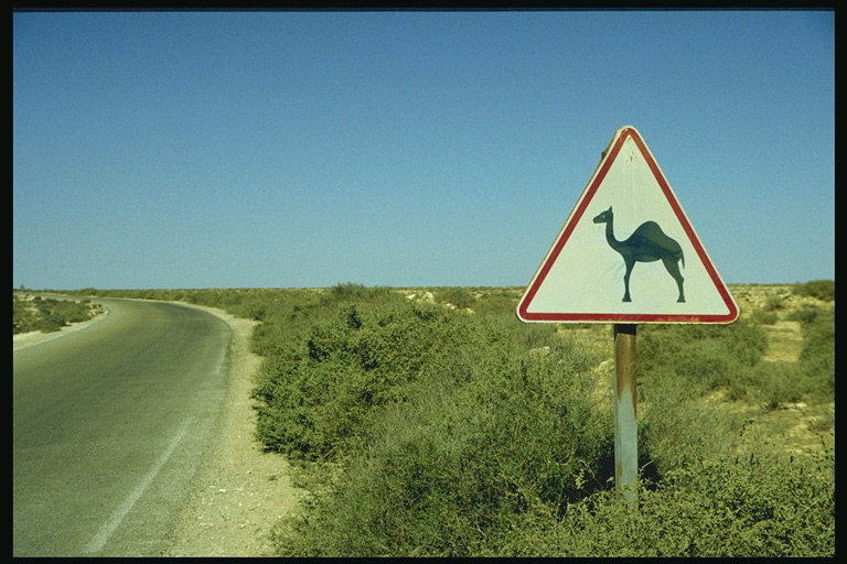 Знак предупреждающий о большом количестве верблюдов в даной местности