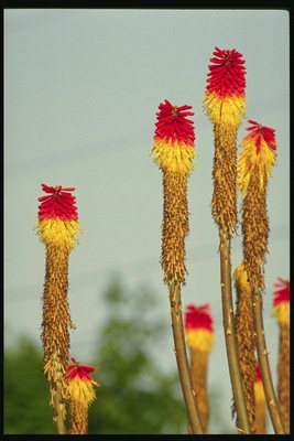 Растения с желто-красными цветами