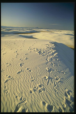 Следы на белых песках холмов