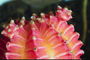 Нежно-розовые цветы кактуса