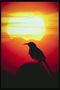 Птичка с длинным клювом на фоне огненного неба от солнечных лучей