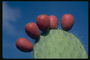 Видоизменненые листки кактуса