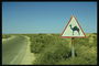 Знак предупреждающий о большом количестве верблюдов в даной местности