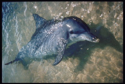 Дельфин в прозрачных водах на берегу