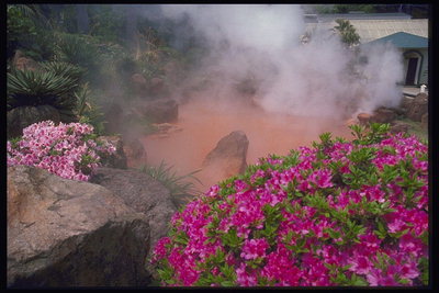 Райский уголок. Цветы, камни, вода, туман