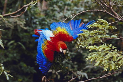 Попугай с голубыми крылышками и красной головой