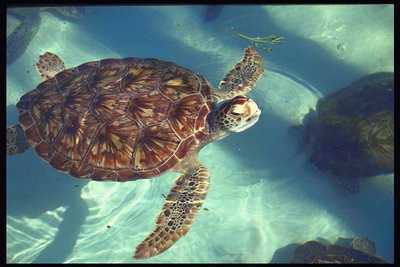 Черепаха в прозрачной воде