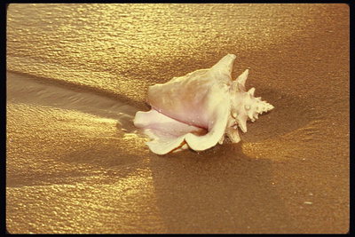 Ракушка на золотом песке