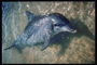 Дельфин в прозрачных водах на берегу