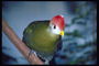 Попугай с красными перышками на голове