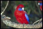 Красный попугай с голубыми крылышками