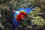 Попугай с голубыми крылышками и красной головой