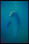 Дельфин в морской глубине