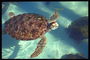 Черепаха в прозрачной воде