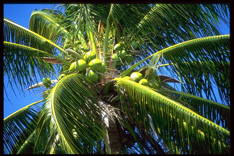 Зеленые кокосы среди салатовых ветвей пальмы