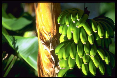 Зеленые плоды банана