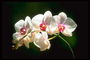 Белая орхидея с розовыми краями лепестков