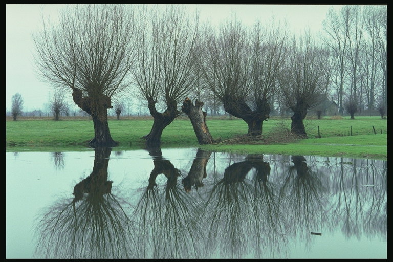 Голые ветви деревьев. Отражение в воде