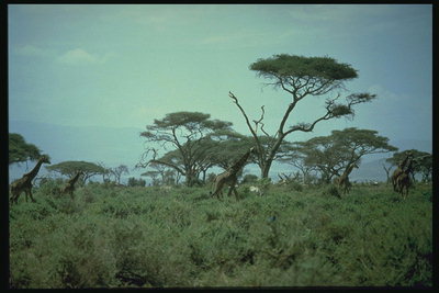Жирафи возле деревьев