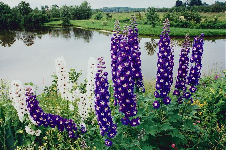 Violetā ziedi. Tajā apakšā upi.