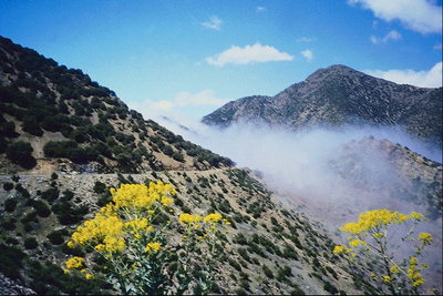 Желтые цветы, каменистые склоны и кусты, туман