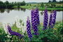 紫罗兰花。 底部的河流。