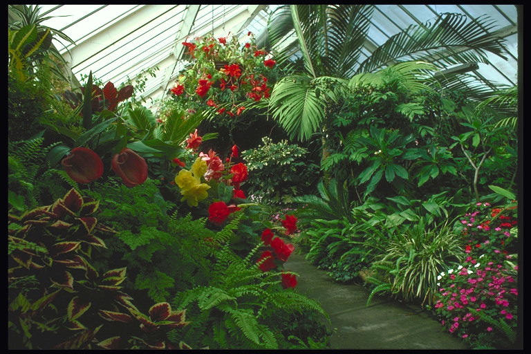 В ботаническом саду. Цветы и пальмы