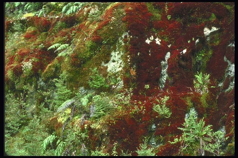 Бурый и красный мох на склонах гор