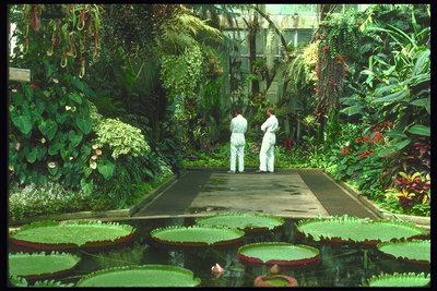 Ботанический сад. Изобилие экзотических растений