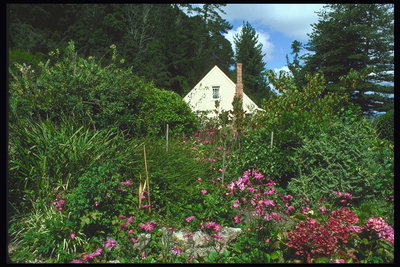Дом утопающий в зелени деревьев и красках цветов