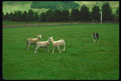 Овцы и пес