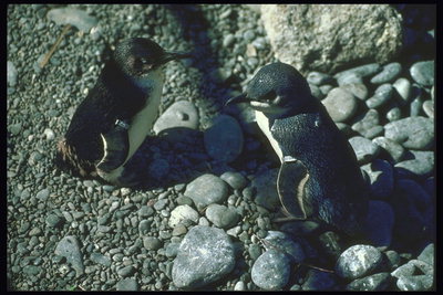 Птенцы пингвинов возле гнезда