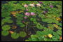 Розовые лилии в пруду