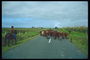 Стадо коров на дороге. Пастух и пес
