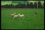 Овцы и пес