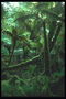 Тропический лес. Пальмы, мох, папоротник