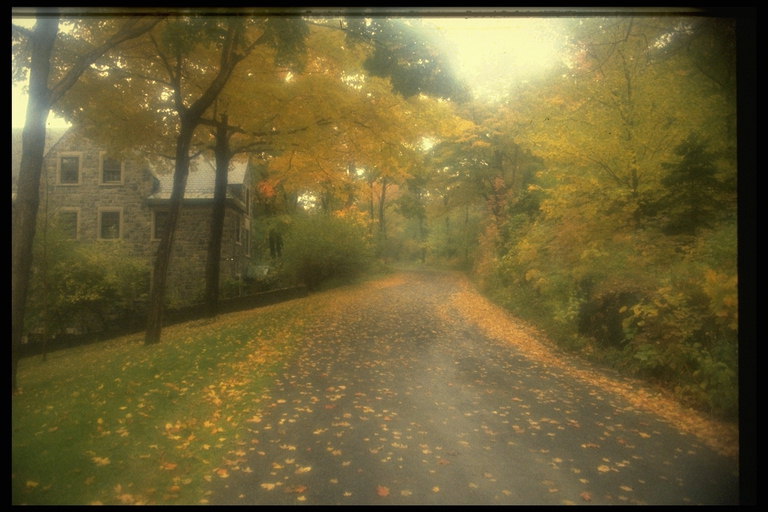 Дорога покрытая золотыми листьями клена
