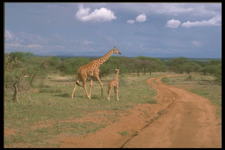 Жирафы у дороги