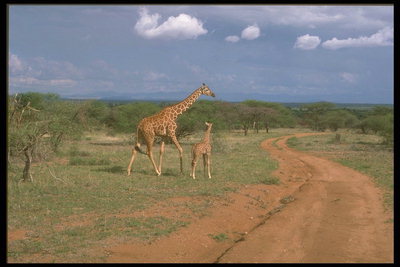 Жирафы у дороги