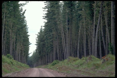 Лесная дорога. Сосновый лес