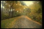 Дорога покрытая золотыми листьями клена