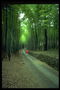 Дорога в лесу среди деревьев