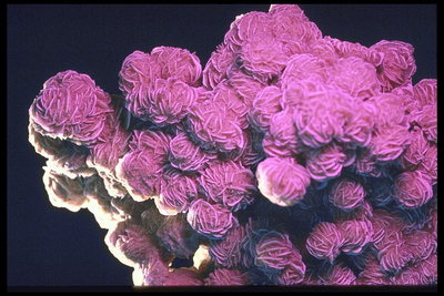 Камни ярко-розового цвета в виде цветов
