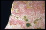 Камень с рисунками розового цвета. Разноцветные круги